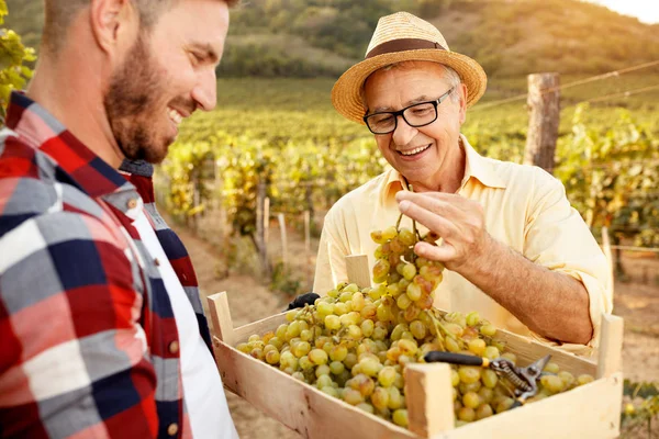 Père vigneron montrant le raisin au fils — Photo