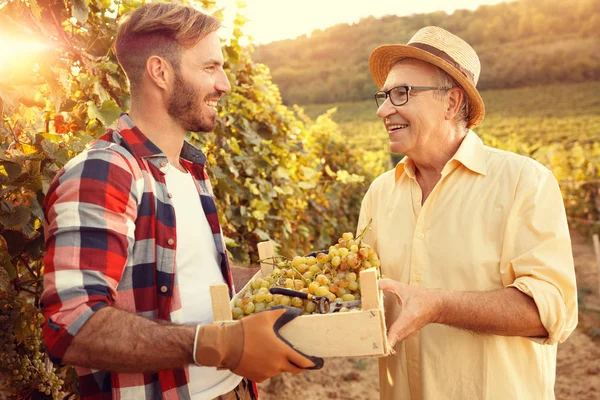 Традиція сім'ї виноградників - батько і син дивиться на виноград — стокове фото