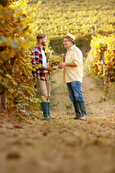 Family harvesting grapes in vineyard -father and son — Stock Photo, Image