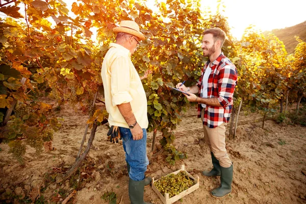 Vintner inspecting vine in vineyard — Stock Photo, Image