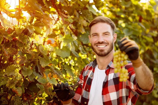 Retrato do agricultor sorridente que colhe as uvas — Fotografia de Stock