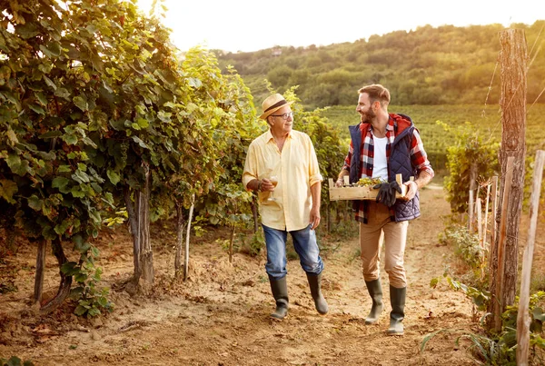 Winemaker baba ve oğul üzüm hasat — Stok fotoğraf