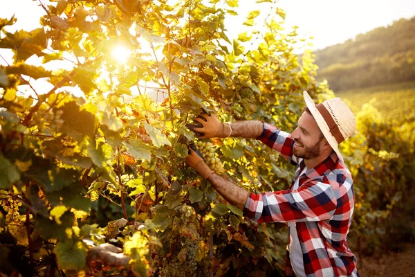 Harvesting grapes in vineyard — Stock Photo, Image