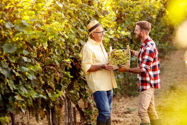 Young grape harvest-father and son working at vineyard — Stock Photo, Image