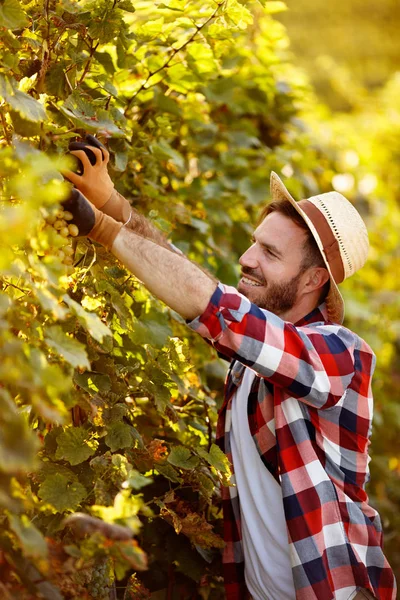 Colheita de uvas - agricultor que trabalha na vinha — Fotografia de Stock