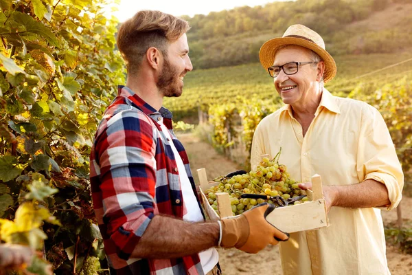 Young grape harvest-smiling father and son working at vineyard — Stock Photo, Image