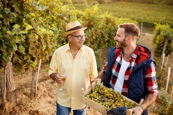 Grape harvest smiling father and son — Stock Photo, Image