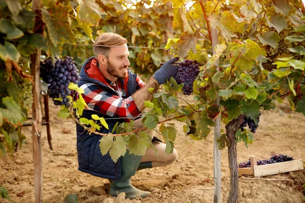 Vintner cosechador de uva en viñedo —  Fotos de Stock