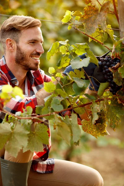 Trabalhador vintner colhendo uvas pretas na vinha — Fotografia de Stock