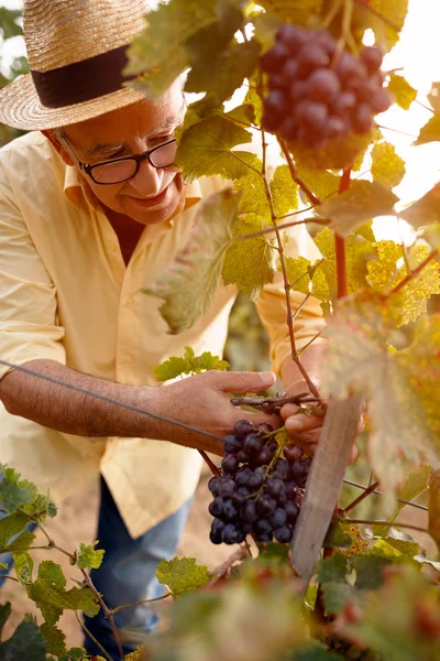 Man skördar vindruvor för vin — Stockfoto