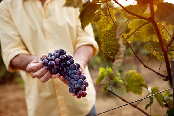 Gros plan des raisins bleus mûrs dans le vignoble — Photo