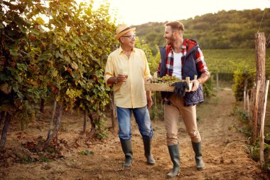 üzüm, üzüm hasat-bağ çalışma