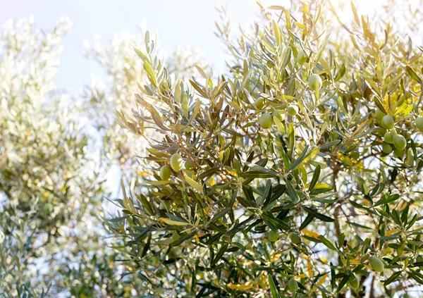 Olives on branch in olive yard in nature — Stock Photo, Image