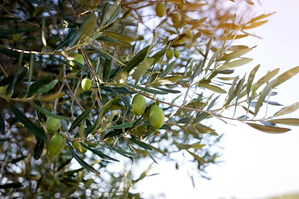 Оливки на гілці в природі — стокове фото
