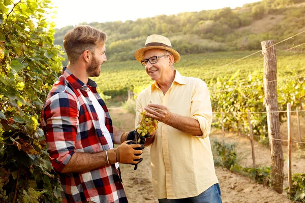 Grape harvest-smiling father and son working at vineyard — Stock Photo, Image