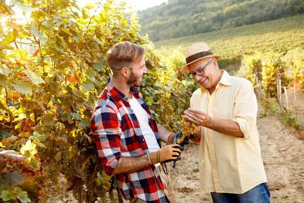happy father and son cutting grapes in vineyard