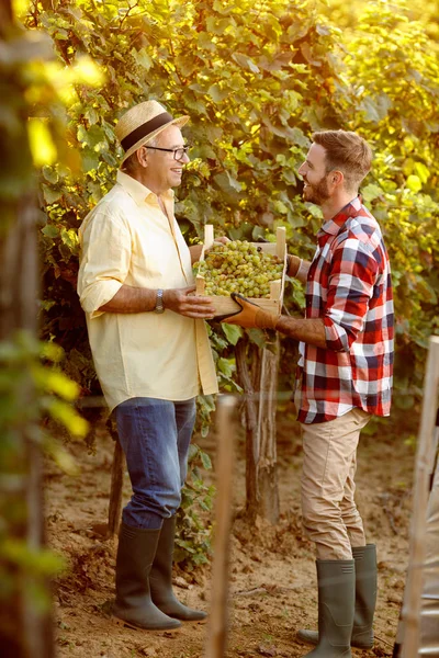 Vineyard family tradition - happy father and son looking at grape — Stock Photo, Image