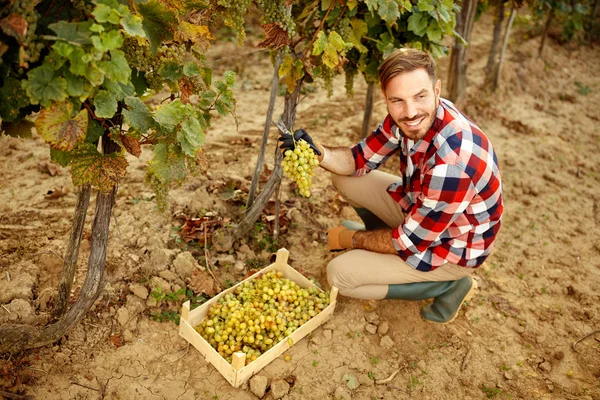 Cutting bunch of grapes in vineyard  wine maker — Stock Photo, Image