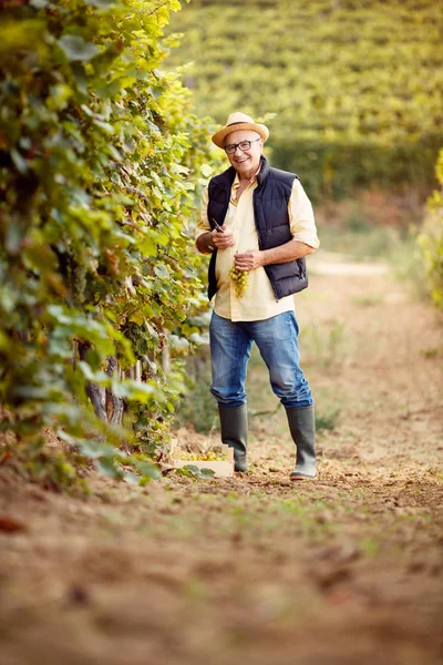 Vigneron dans le vignoble — Photo