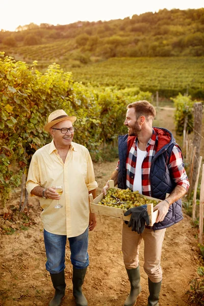 Врожай винограду посміхнений батько і син у винограднику — стокове фото