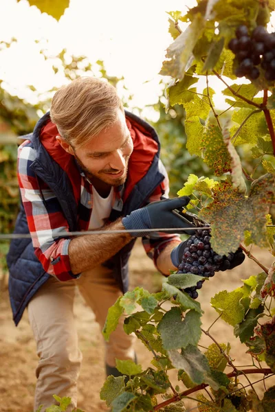Grapes on family autumn vineyard - worker picking black grape — Stock Photo, Image