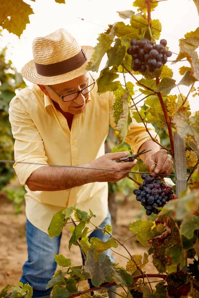 Üzüm bağından üzüm toplayan adam.