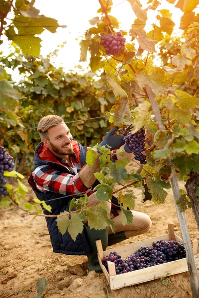 Happy worker picking black grapes on autumn vineyard — Stock Photo, Image