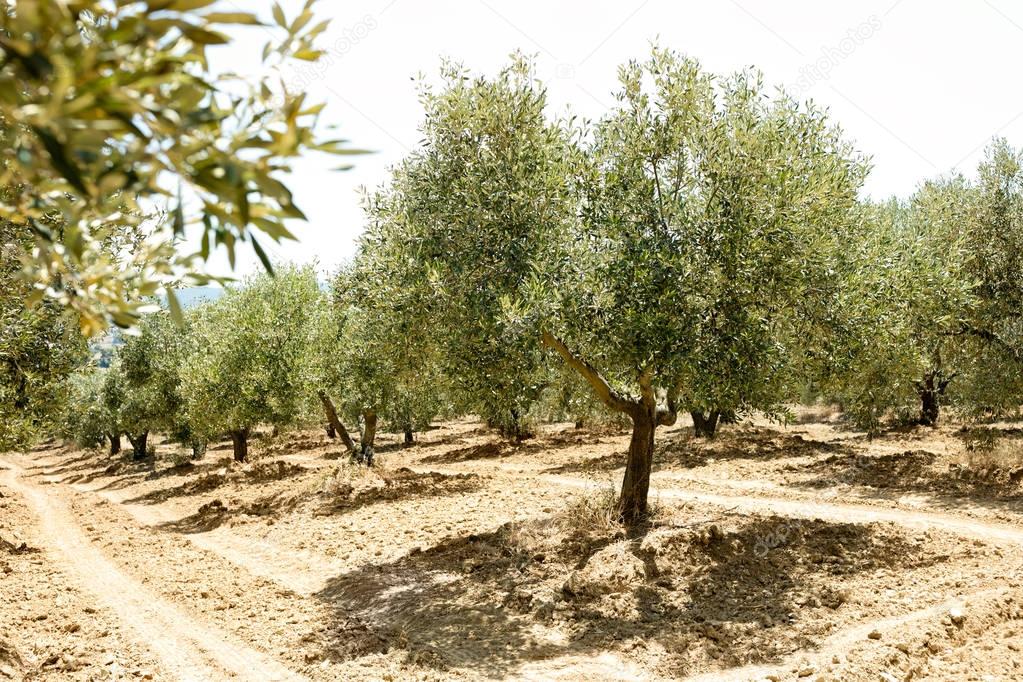 Greek olive yard 