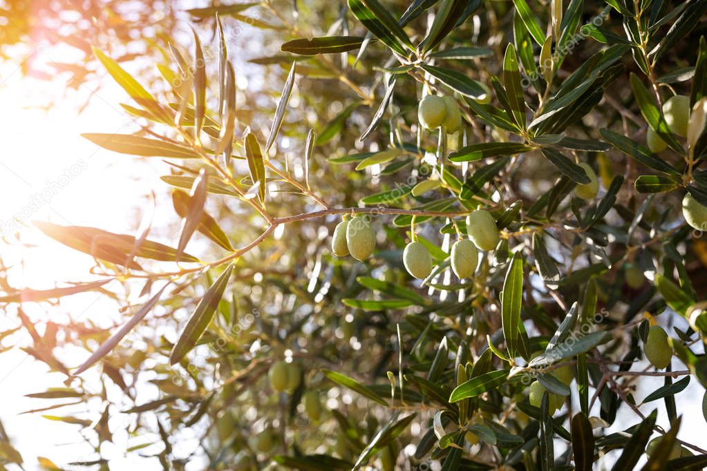 Olive fruit on olive tree