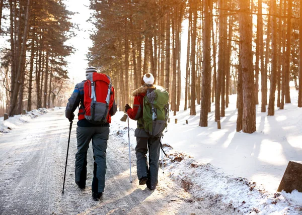 Mountaineers in wood, back view — Stock Photo, Image