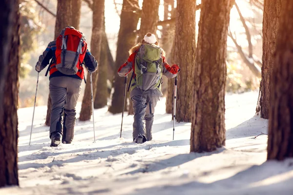 Mountaineers with backpacks in wood — Stock Photo, Image