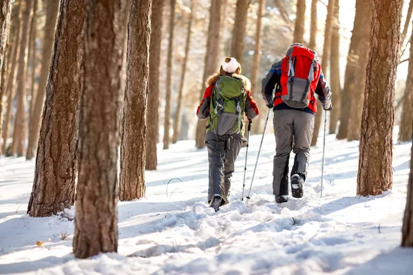 Back view of mountaineers in forest — Stock Photo, Image