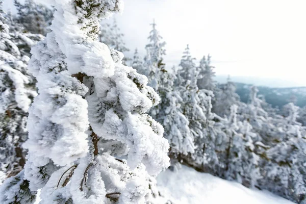 雪中冷杉树顶的冬季景观 — 图库照片