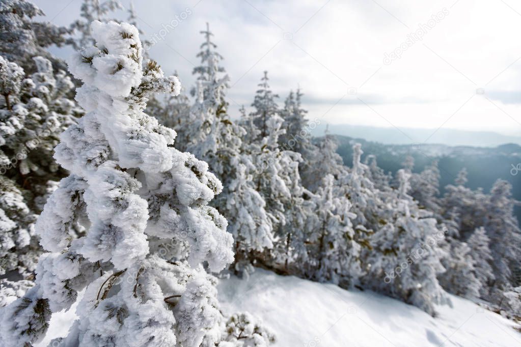 Winter landscape on mountain