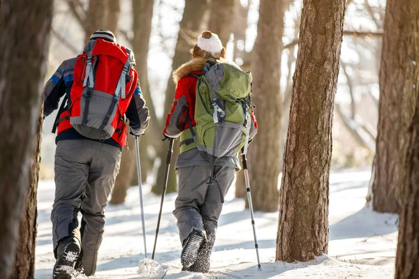 Mountaineers mountaineering in forest, back view — Stock Photo, Image