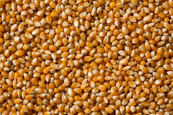 Primer plano vista de la pila de semillas de maíz — Foto de Stock