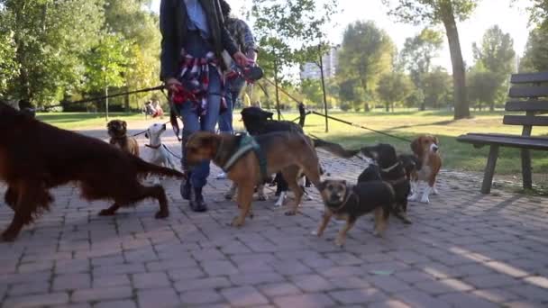 Promeneur Chien Professionnel Dans Parc Avec Nombreux Chiens Différents — Video