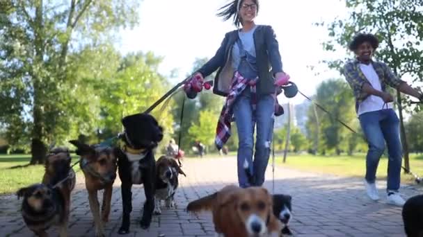 Επαγγελματική Dog Walker Στο Πάρκο Πολλά Διαφορετικά Σκυλιά — Αρχείο Βίντεο