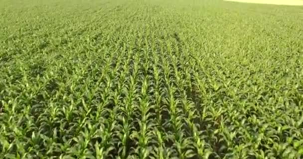 Aerial View Green Corn Land Countryside Plant Growth Slow Motion — Stock Video