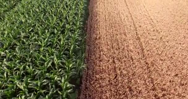 Letecký Pohled Zelenou Kukuřici Krajina Shora Rostlina Růstu Zpomalený Video — Stock video