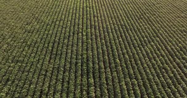 绿色玉米地的空中景观 从上面看乡村 生长中的植物 慢镜头 黄金时段 — 图库视频影像