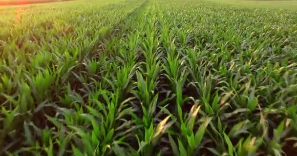 緑のトウモロコシの土地の空中ビュー 上から田舎だ成長中の植物 スローモーションビデオ ゴールデンアワー — ストック動画
