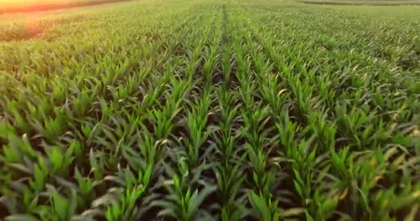 Aerial View Green Corn Land Countryside Plant Growth Slow Motion — Stock Video