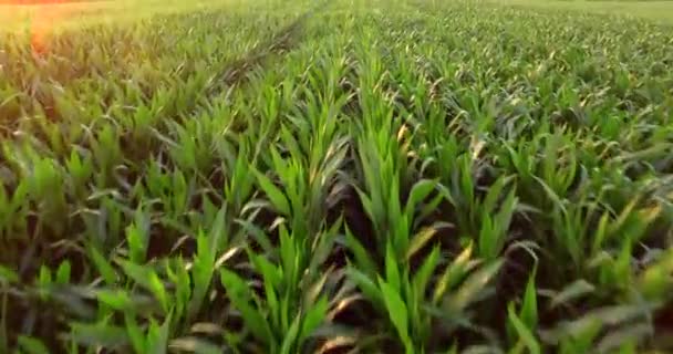 Вид Воздуха Зеленую Кукурузу Деревня Сверху Растение Растет Золотой Час — стоковое видео