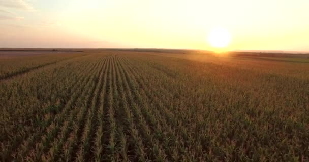 Aerial View Green Corn Land Countryside Plant Growth Slow Motion — Stock Video