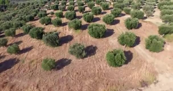 Azeitonas Sãs Fila Cima Vista Aérea Plantação Câmera Lenta Vídeo — Vídeo de Stock