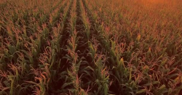 Luchtfoto Van Groen Maïsland Platteland Van Bovenaf Plant Groei Slow — Stockvideo