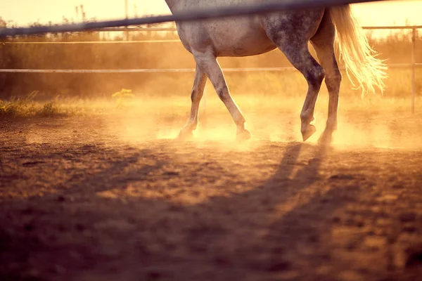 牧場に馬が群がっている — ストック写真