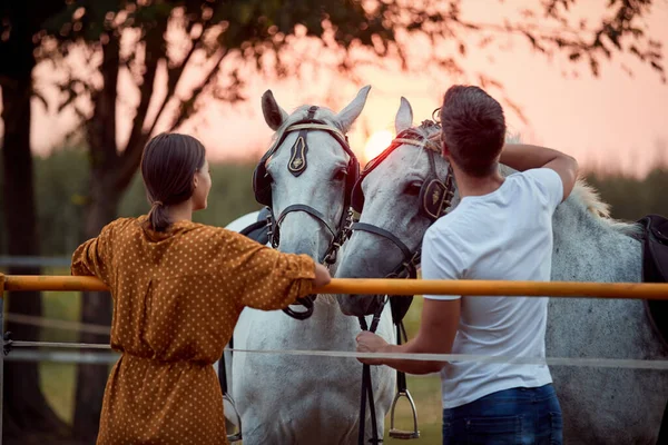 夕阳西下的时候 在农场里笑着的女人和男人们准备着他们美丽的马骑马 — 图库照片