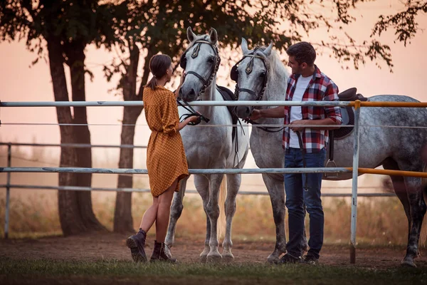 夕阳西下的时候 男人和女人带着美丽的马在农场里嬉笑 — 图库照片